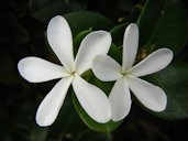 Carissa macrocarpa (flowers). Location: Maui, Shopping Center Pukalani