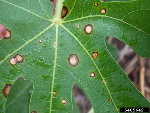 Symptoms on leaf