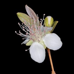 Flower Eugenia involucrata DC. Myrtaceae