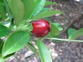 Cherry of the Rio Grande. Eugenia aggregata