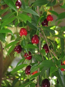 Cherry of the Rio Grande. Eugenia aggregata fruit habit