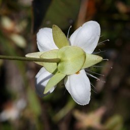 Underside of Eugenia involucrata flower