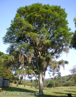 Eugenia involucrata Tree growing in native habitat