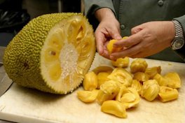 Cleaning a ripe jackfruit