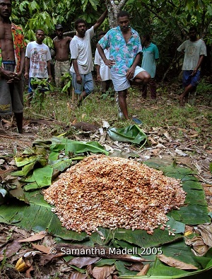 The men of Olboe village in Vanuatu, standing around a heap of cocoa beans which are fermenting on the forest floor