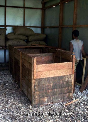 An alternative method of fermenting cocoa beans: a three-bay cacao fermentation box on Malo island, Vanuatu.