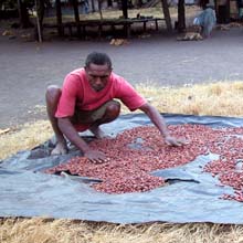 After fermentation, the cocoa beans must be dried.