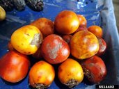 Cocona (Solanum sessiliflorum) Dunal fruit.