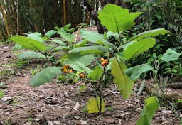 Cocona Solanum sessiliflorum