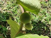 Solanum sessiliflorum. Lamas Province, Peru