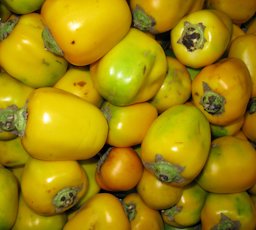 Cocona, Solanum sessiliflorum