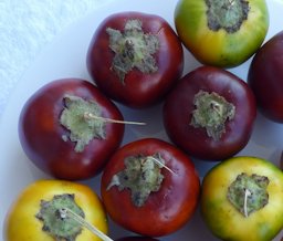 Solanum sessiliflorum - Red Cocona