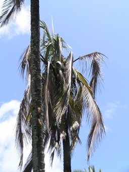 Lightning injury to coconut palm
