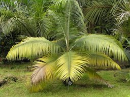 Mild Magnesium Deficiency on Coconut Palm (Cocos nucifera)