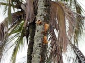 Lightning injury to coconut palms: pith explosion through stem. Hilo municipal golf course