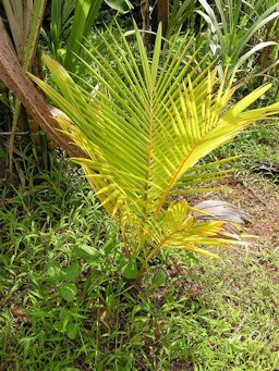 Nitrogen Deficiency on Coconut (Cocos nucifera)