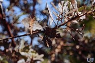 Diaprepes abbreviatus damage on leaves