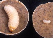 Young (right) and older (left) larvae of the diaprepes root weevil, Diaprepes abbreviatus (Linnaeus), on cakes of an artificial diet developed by the USDA-ARS.