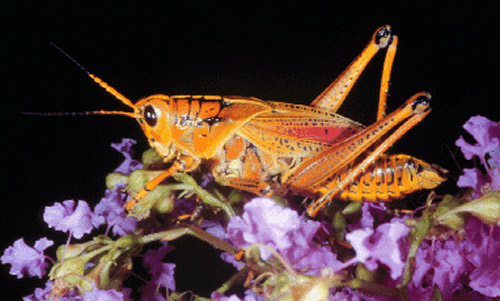 Adult lubber grasshopper in light color phase