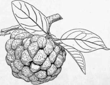 'Fig. 25. The sugar-apple (Annona squamosa), a favorite fruit in India and many parts of tropical America. The tree succeeds particularly well in dry situations. (X 1/3)