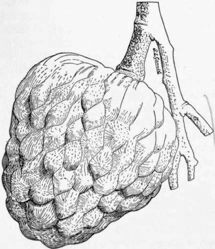 Fig. 26. The bullock's-heart (Annona reticulata), a fruit widely cultivated in the tropics. (X 1/2)