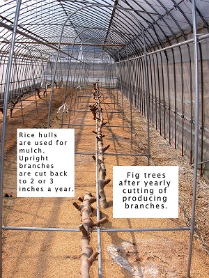 Fig trees after yearly cutting of producing branches