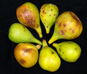 Fig rust on fruit