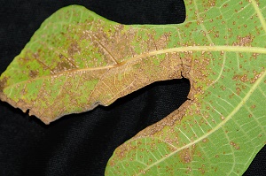 Rust on fig leaf