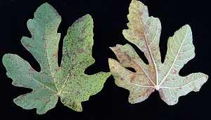 Fig rust. Pathogen: Cerotelium fici