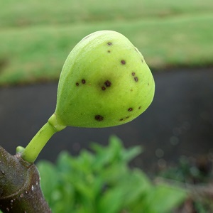 Fig rust on fruit