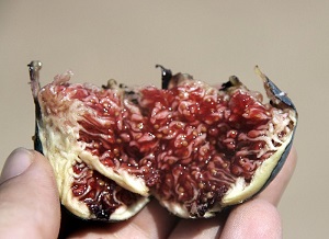 Open Fig fruit held in hand