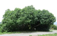 Large fig tree on Palmaria island (Liguria, Italy).