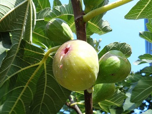 Figs in various stages of ripening