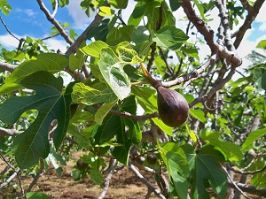 Long black fig Caromb in a fig tree fields between Vacqueyras , Beaumes -de-Venise and Sarrians, Vaucluse