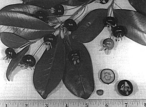 Fig. 105: The grumichama (Eugenia brasiliensis) is more cherry-like than many so-called "cherries" but handicapped by small size, apical sepals and large seeds.