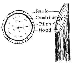 Cross section of stem, showing cambium, bark pith and wood.