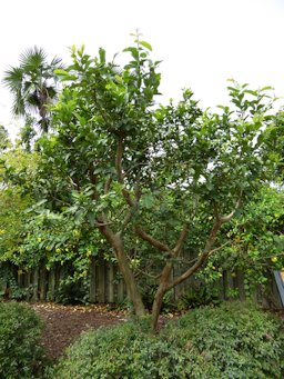 Guava tree at Mounts Botanical Garden Florida