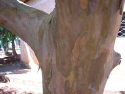 Tronco da árvore de Psidium guajava
