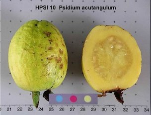 HPSI 10 Psidium acutangulum