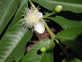 Guava flower and buds