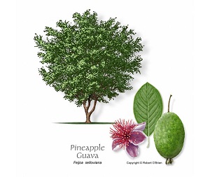 Pineapple Guava Illustration