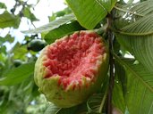 Guava (Psidium guajava): Bird feeding injury to fruit.