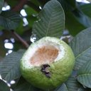 Guava: Rat feeding injury