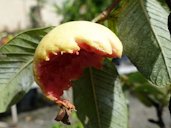 Guava: Bird feeding injury to fruit