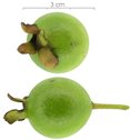 Psidium guajava, immature fruit