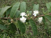 Psidium guajana flower habit