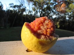 Psidium guajava (Guava). Fruit in half. Olinda, Maui, Hawaii