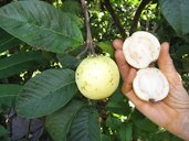 Psidium guajava (Guava) Indonesian white fruit. Pali o Waipio, Maui, Hawaii.