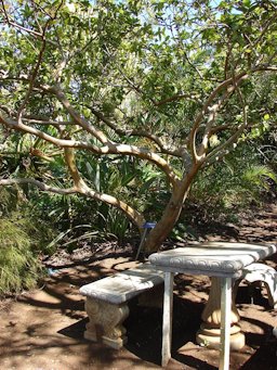 Psidium guajava (habit). Location: Maui, Enchanting Floral Gardens of Kula