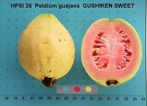 'Gushiken Sweet'